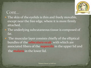  The skin of the eyelids is thin and freely movable,
except near the free edge, where it is more firmly
attached.
 The underlying subcutaneous tissue is composed of
fat.
 The muscular layer consists chiefly of the elliptical
bundles of the orbicularis oculi, with which are
associated fibers of the supercilii in the upper lid and
the malaris in the lower lid.
7Tehseen Anwar 13-Arid-1112
 