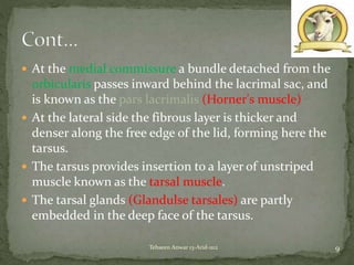  At the medial commissure a bundle detached from the
orbicularis passes inward behind the lacrimal sac, and
is known as the pars lacrimalis (Horner's muscle)
 At the lateral side the fibrous layer is thicker and
denser along the free edge of the lid, forming here the
tarsus.
 The tarsus provides insertion to a layer of unstriped
muscle known as the tarsal muscle.
 The tarsal glands (Glandulse tarsales) are partly
embedded in the deep face of the tarsus.
9Tehseen Anwar 13-Arid-1112
 