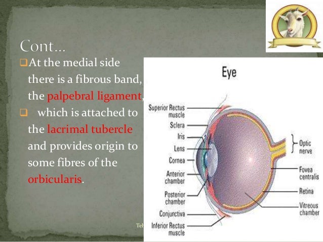 Eye Of Goat
