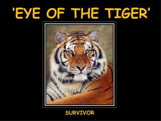 ‘ EYE OF THE TIGER’ SURVIVOR 