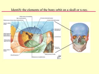 Identify the elements of the bony orbit on a skull or x-ray. 