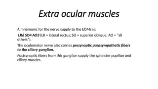 EYE, ORBIT& EXTRAOCCULAR MUSCLES...ppt.x | PPTX