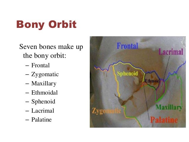 eye orbit tumors anatomy epidemiology pathology by himani bones that form the orbit
