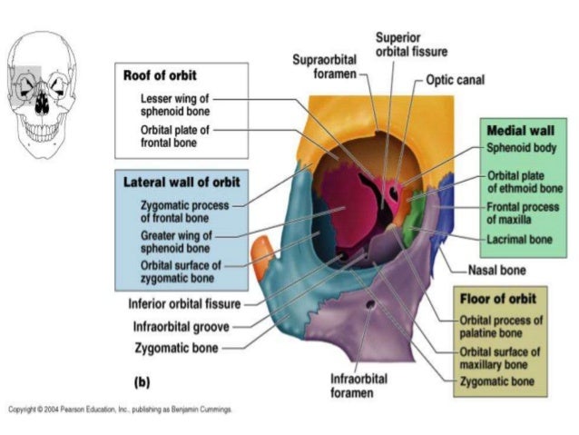 eye orbit tumors anatomy epidemiology pathology by himani bones that form the orbit