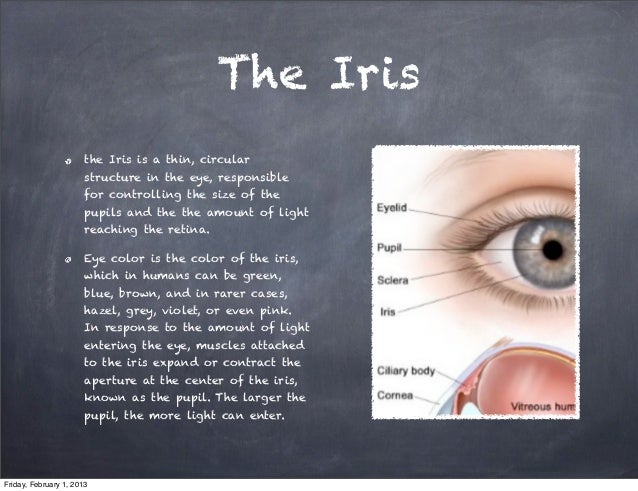 eye parts 1 the amount of light entering the eye is regulated by the size of the