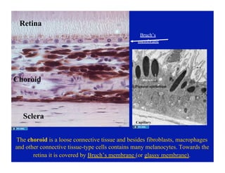 EYE HISTOLOGY. EYE AS SENSORY ORGAN. WHY WE NEED | PDF