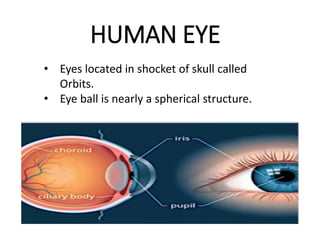 HUMAN EYE
• Eyes located in shocket of skull called
Orbits.
• Eye ball is nearly a spherical structure.
 