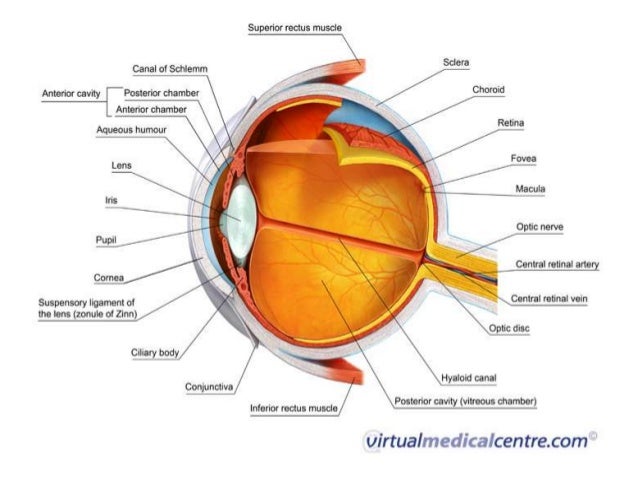 Eye Powerpoint