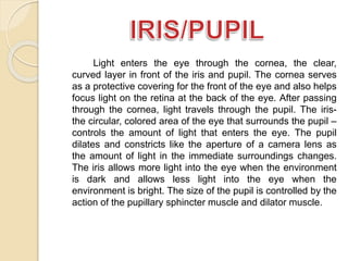 Light enters the eye through the cornea, the clear, 
curved layer in front of the iris and pupil. The cornea serves 
as a protective covering for the front of the eye and also helps 
focus light on the retina at the back of the eye. After passing 
through the cornea, light travels through the pupil. The iris-the 
circular, colored area of the eye that surrounds the pupil – 
controls the amount of light that enters the eye. The pupil 
dilates and constricts like the aperture of a camera lens as 
the amount of light in the immediate surroundings changes. 
The iris allows more light into the eye when the environment 
is dark and allows less light into the eye when the 
environment is bright. The size of the pupil is controlled by the 
action of the pupillary sphincter muscle and dilator muscle. 
 
