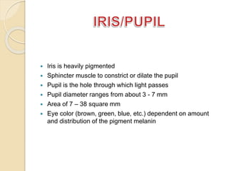  Iris is heavily pigmented 
 Sphincter muscle to constrict or dilate the pupil 
 Pupil is the hole through which light passes 
 Pupil diameter ranges from about 3 - 7 mm 
 Area of 7 – 38 square mm 
 Eye color (brown, green, blue, etc.) dependent on amount 
and distribution of the pigment melanin 
 