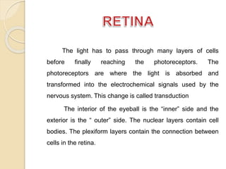 The light has to pass through many layers of cells 
before finally reaching the photoreceptors. The 
photoreceptors are where the light is absorbed and 
transformed into the electrochemical signals used by the 
nervous system. This change is called transduction 
The interior of the eyeball is the “inner” side and the 
exterior is the “ outer” side. The nuclear layers contain cell 
bodies. The plexiform layers contain the connection between 
cells in the retina. 
 