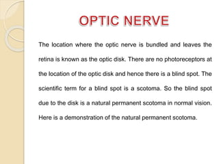 The location where the optic nerve is bundled and leaves the 
retina is known as the optic disk. There are no photoreceptors at 
the location of the optic disk and hence there is a blind spot. The 
scientific term for a blind spot is a scotoma. So the blind spot 
due to the disk is a natural permanent scotoma in normal vision. 
Here is a demonstration of the natural permanent scotoma. 
 