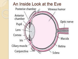 An Inside Look at the Eye 
 