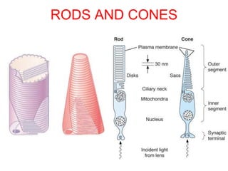 RODS AND CONES
 