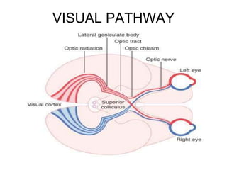 VISUAL PATHWAY
 