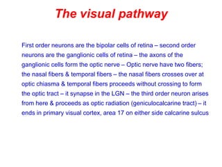 The visual pathway
First order neurons are the bipolar cells of retina – second order
neurons are the ganglionic cells of retina – the axons of the
ganglionic cells form the optic nerve – Optic nerve have two fibers;
the nasal fibers & temporal fibers – the nasal fibers crosses over at
optic chiasma & temporal fibers proceeds without crossing to form
the optic tract – it synapse in the LGN – the third order neuron arises
from here & proceeds as optic radiation (geniculocalcarine tract) – it
ends in primary visual cortex, area 17 on either side calcarine sulcus
 