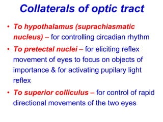 Collaterals of optic tract
• To hypothalamus (suprachiasmatic
nucleus) – for controlling circadian rhythm
• To pretectal nuclei – for eliciting reflex
movement of eyes to focus on objects of
importance & for activating pupilary light
reflex
• To superior colliculus – for control of rapid
directional movements of the two eyes
 