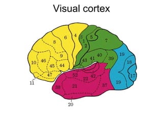 Visual cortex
 