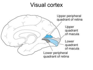 Visual cortex
 