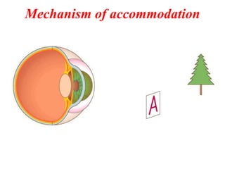 Mechanism of accommodation
 