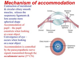 Mechanism of accommodation
Contraction of meridional
& circular ciliary smooth
muscles, relaxes the
suspensory ligaments &
lens assume more
spherical shape
Accommodation is controlled
by the parasympathetic nerve
signals transmitted through the
occulomotor nerve (3rd CN)
Accommodation of
pupil – the pupil
constricts when looking
at a near object
Convergence of eye –
occurs when looking
on a near object
 