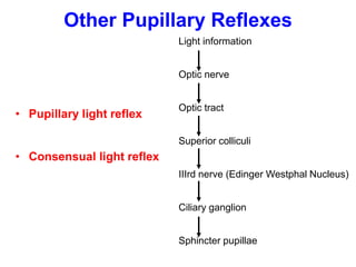 Other Pupillary Reflexes
• Pupillary light reflex
• Consensual light reflex
Light information
Optic nerve
Optic tract
Superior colliculi
IIIrd nerve (Edinger Westphal Nucleus)
Ciliary ganglion
Sphincter pupillae
 