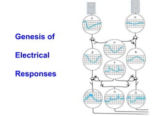 Genesis of
Electrical
Responses
 