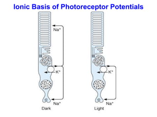 Ionic Basis of Photoreceptor Potentials
 