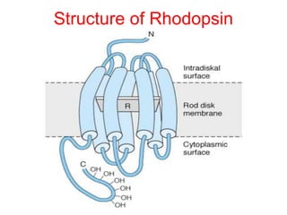 Structure of Rhodopsin
 