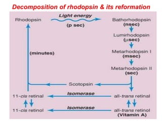 Decomposition of rhodopsin & its reformation
 