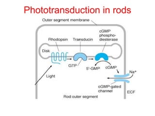 Phototransduction in rods
 