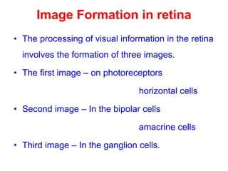 Image Formation in retina
• The processing of visual information in the retina
involves the formation of three images.
• The first image – on photoreceptors
horizontal cells
• Second image – In the bipolar cells
amacrine cells
• Third image – In the ganglion cells.
 