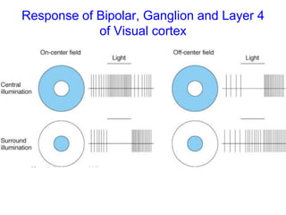 Response of Bipolar, Ganglion and Layer 4
of Visual cortex
 