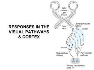 RESPONSES IN THE
VISUAL PATHWAYS
& CORTEX
 