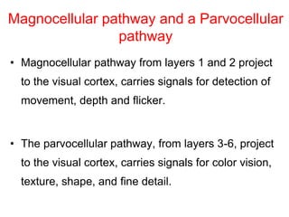 Magnocellular pathway and a Parvocellular
pathway
• Magnocellular pathway from layers 1 and 2 project
to the visual cortex, carries signals for detection of
movement, depth and flicker.
• The parvocellular pathway, from layers 3-6, project
to the visual cortex, carries signals for color vision,
texture, shape, and fine detail.
 