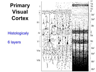 Primary
Visual
Cortex
Histologicaly
6 layers
 