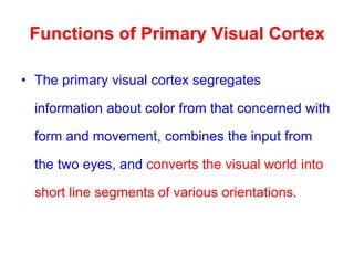 Functions of Primary Visual Cortex
• The primary visual cortex segregates
information about color from that concerned with
form and movement, combines the input from
the two eyes, and converts the visual world into
short line segments of various orientations.
 