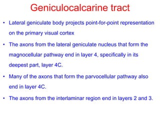 Geniculocalcarine tract
• Lateral geniculate body projects point-for-point representation
on the primary visual cortex
• The axons from the lateral geniculate nucleus that form the
magnocellular pathway end in layer 4, specifically in its
deepest part, layer 4C.
• Many of the axons that form the parvocellular pathway also
end in layer 4C.
• The axons from the interlaminar region end in layers 2 and 3.
 