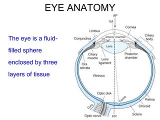EYE ANATOMY
The eye is a fluid-
filled sphere
enclosed by three
layers of tissue
 