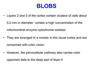 BLOBS
• Layers 2 and 3 of the cortex contain clusters of cells about
0.2 mm in diameter contain a high concentration of the
mitochondrial enzyme cytochrome oxidase.
• They are arranged in a mosaic in the visual cortex and are
concerned with color vision.
• However, the parvocellular pathway also carries color
opponent data to the deep part of layer 4
 
