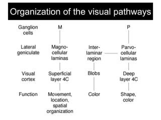 Organization of the visual pathways
 