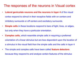 The responses of the neurons in Visual cortex
• Lateral geniculate neurons and the neurons in layer 4 of the visual
cortex respond to stimuli in their receptive fields with on centers and
inhibitory surrounds or off centers and excitatory surrounds.
• Simple cells in these locations respond to bars of light, lines, or edges,
but only when they have a particular orientation.
• Complex cells, which resemble simple cells in requiring a preferred
orientation of a linear stimulus but are less dependent upon the location of
a stimulus in the visual field than the simple cells and the cells in layer 4
• The simple and complex cells have been called feature detectors
because they respond to and analyze certain features of the stimulus
 