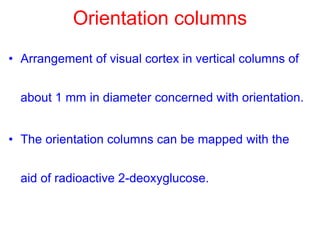 Orientation columns
• Arrangement of visual cortex in vertical columns of
about 1 mm in diameter concerned with orientation.
• The orientation columns can be mapped with the
aid of radioactive 2-deoxyglucose.
 