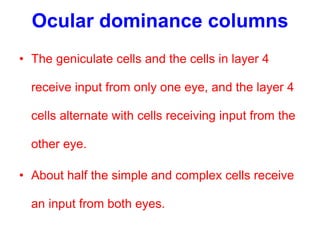 Ocular dominance columns
• The geniculate cells and the cells in layer 4
receive input from only one eye, and the layer 4
cells alternate with cells receiving input from the
other eye.
• About half the simple and complex cells receive
an input from both eyes.
 