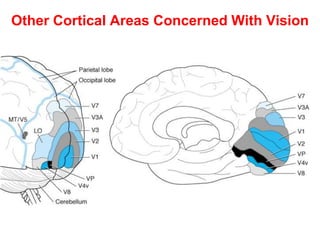 Other Cortical Areas Concerned With Vision
 