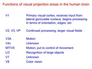 V1 Primary visual cortex; receives input from
lateral geniculate nucleus, begins processing
in terms of orientation, edges, etc
V2, V3, VP Continued processing, larger visual fields
V3A Motion
V4v Unknown
MT/V5 Motion; put to control of movement
LO Recognition of large objects
V7 Unknown
V8 Color vision
Functions of visual projection areas in the human brain
 