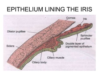 EPITHELIUM LINING THE IRIS
 