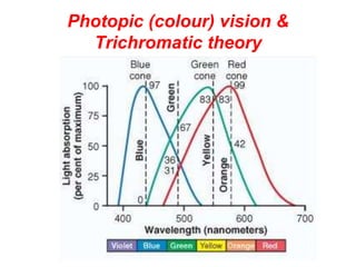 Photopic (colour) vision &
Trichromatic theory
 