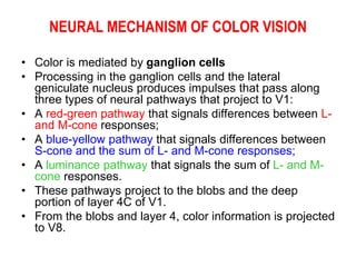 NEURAL MECHANISM OF COLOR VISION
• Color is mediated by ganglion cells
• Processing in the ganglion cells and the lateral
geniculate nucleus produces impulses that pass along
three types of neural pathways that project to V1:
• A red-green pathway that signals differences between L-
and M-cone responses;
• A blue-yellow pathway that signals differences between
S-cone and the sum of L- and M-cone responses;
• A luminance pathway that signals the sum of L- and M-
cone responses.
• These pathways project to the blobs and the deep
portion of layer 4C of V1.
• From the blobs and layer 4, color information is projected
to V8.
 