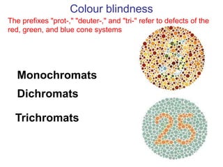 Colour blindness
Trichromats
Dichromats
Monochromats
The prefixes "prot-," "deuter-," and "tri-" refer to defects of the
red, green, and blue cone systems
 